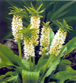 http://www.types-of-flowers.org/pictures/pineapple_lily2.jpg