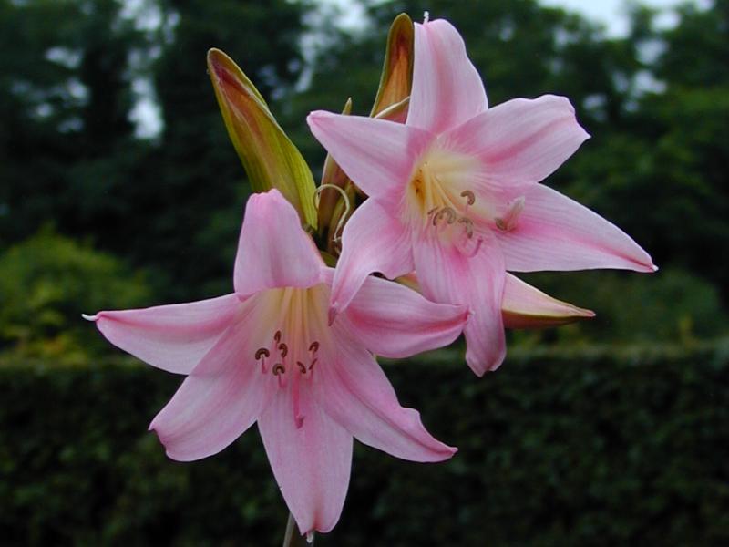 Belladonna Lily (Amaryllis)