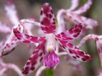 Hyacinth Orchid (Dipodium punctatum)