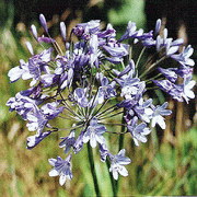 Lily of the Nile (Agapanthus)