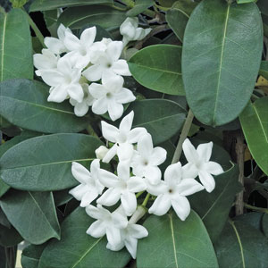 Madagascar Jasmine or Hawaiian Wedding Flower