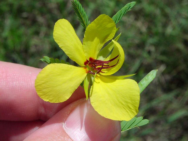 Partridge Pea Flower