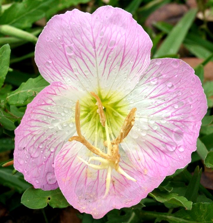 Pink primrose (Oenothera speciosa)