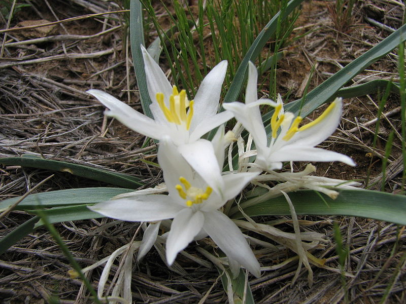 Sand lily, Starlily or Mountain lily (Leucocrinum montanum
